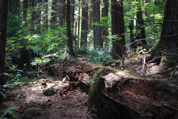 Vancouver Forest 7