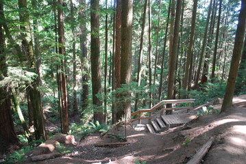 Vancouver Forest 5