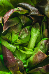 lettuce or romano salad, salad leaves (lettuce bush, green crop petals, vitamins Roman salad, Batavia) menu concept. food background. top view. copy space