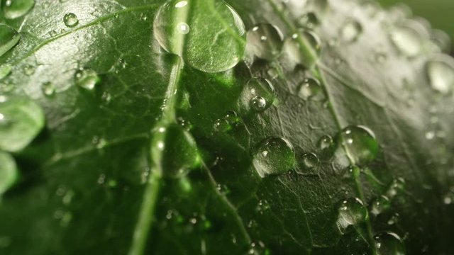 Macro view of water droplets on green leaf rolling and falling off.