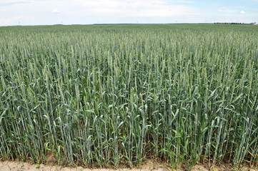 In the field growing green winter wheat
