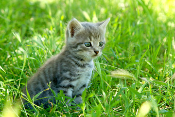 Naklejka na ściany i meble Little funny gray striped kitten with blue eyes on green grass