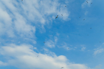 空と鳥