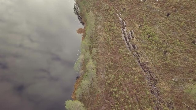Forest machine trails at clearcutting area at lake shore after logging