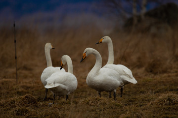 four swans in soft light