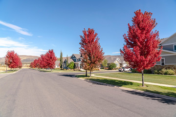 Tree lined urban street in autumn on a sunny day