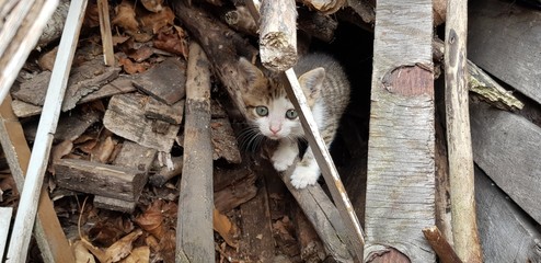 Stray baby cat amongst branches and woodpile