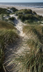 Dune landscape on the Danish coast