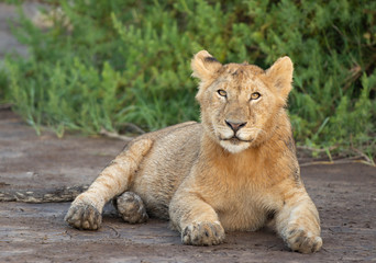 Fototapeta na wymiar Lion cub portrait