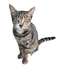 Domestic short hair cat isolated on white background