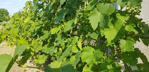 Unripe green grape clusters on vines