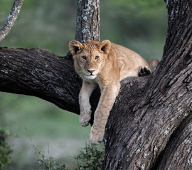 Resting Lion cub