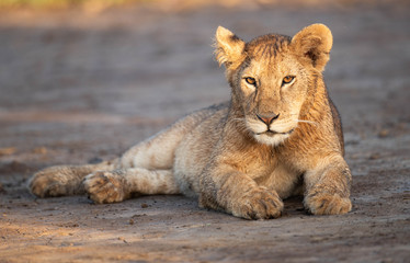 Fototapeta na wymiar Resting Lion cub