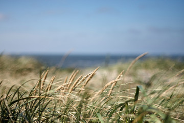 Fototapeta premium Dune landscape on the Danish coast