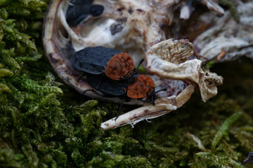 insects mate on the frog