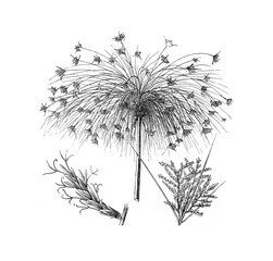 Cyperus papyrus, paper reed, Indian matting plant, Nile grass, vintage illustration from Brockhaus Konversations-Lexikon 1908