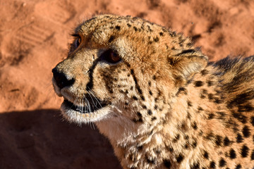 Portrait eines Geparden Namibia