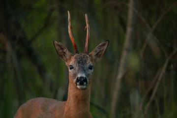 Roe deer male portrait