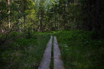 walkways in a Swedish forest