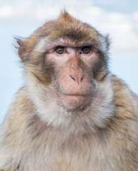 Macaque