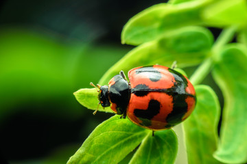 Fototapeta premium Ladybug with red stripes, black, walking on green leaves, beautiful morning.