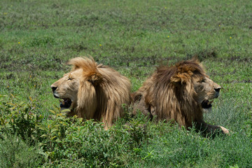 Lion brothers at Masai Mara