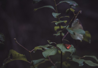 Fototapeta na wymiar Butterfly in swedish forest