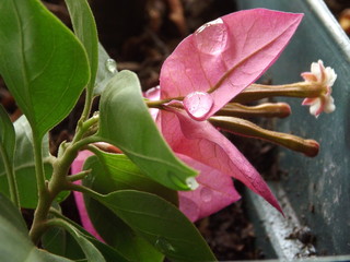 FLOR DE CACTUS Y TRINITARIA