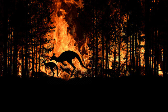 Bushfire IN Australia Forest Many Kangaroos And Other Animals Running Escaping To Save Their Lives, Evacuation destroyed silhouette.