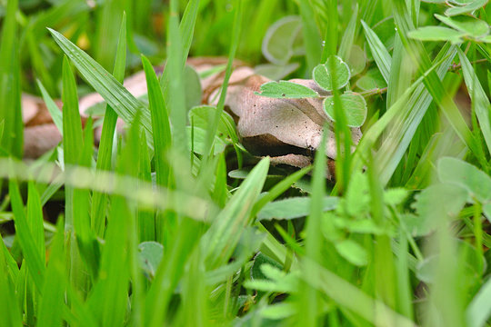 Brazilian Snake This snake is very rare in Brazilian Savannah
