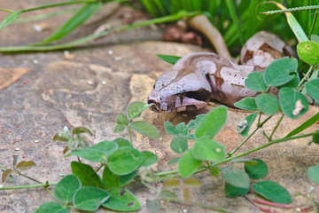 Brazilian Snake This snake is very rare in Brazilian Savannah