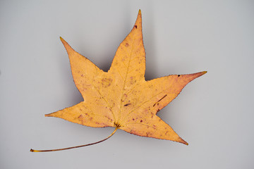 Dekorative Nahaufnahme von einem Blatt des Amerikanischen Amberbaumes (Liquidambar styraciflua L.) 
