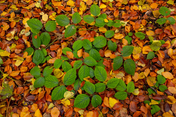 Herbstlaub im Wald