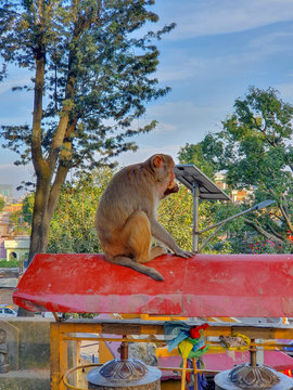 KATHMANDU, NEPAL - October 26, 2019: a macaque sitting on the stone roof near Swayambhunath or Monkey Temple, ancient religious architecture atop a hill in the Kathmandu Valley.