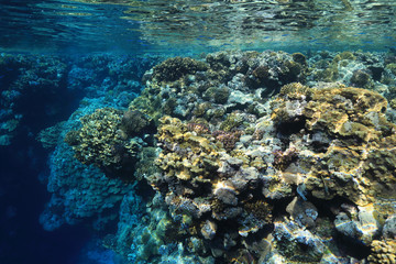 Tropical coral reef