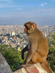 KATHMANDU, NEPAL - October 26, 2019: macaques sitting on the stone fence at Swayambhunath or Monkey Temple, ancient religious architecture atop a hill in the Kathmandu Valley.