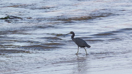 Blue Heron, feet in the water, Cahuita National Park, Costa Rica