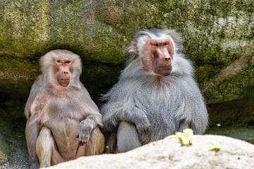 Naklejka premium The hamadryas baboon, Papio hamadryas is a species of baboon
