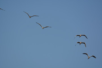 Gray Heron (Ardea cinerea)