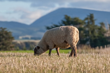 Naklejka na ściany i meble One grazing sheep in a meadow