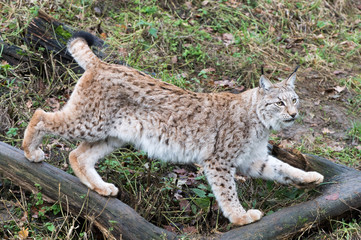 Lynx running