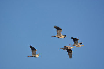 Obraz premium Gray Heron (Ardea cinerea)