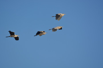 Gray Heron (Ardea cinerea)