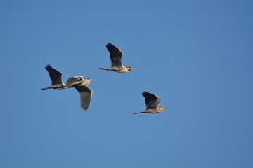Gray Heron (Ardea cinerea)