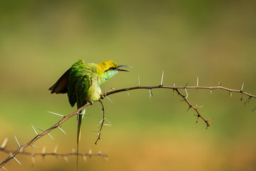 Bee Eater Bird