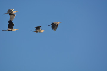 Gray Heron (Ardea cinerea)