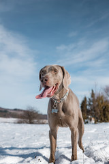 Weimaraner patiently waiting for his toy