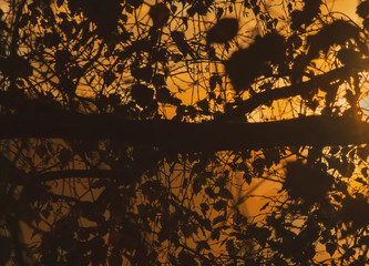 gold leaves silhouette