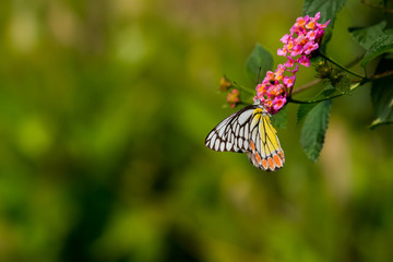 Butterfly With Open Wings On Flowers 
