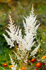White flowers of Astilbe japonica. Floral delicate background of white astilbe flowers.